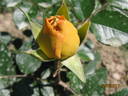 Goldelse ® rose photo