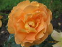 Goldelse ® rose photo