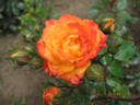 Colibri rose photo