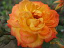 Colibri rose photo