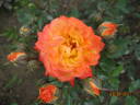 Colibri rose photo