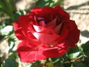 Maidy ® rose photo