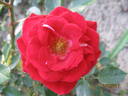 Maidy ® rose photo