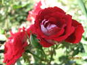 Maidy ® rose photo