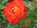 Sunmaid rose photo