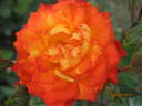 Sunmaid rose photo