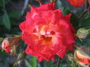 Sunmaid rose photo