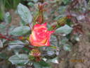 Sweet Symphony rose photo