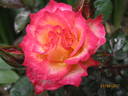 Sweet Symphony rose photo