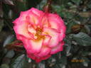Sweet Symphony rose photo