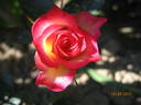 Sweet Symphony rose photo