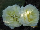 Elfe ® rose photo