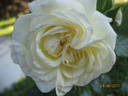Ledreborg Castle rose photo