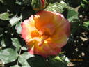 Tropical Clementine rose photo