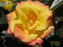 Tropical Clementine rose photo