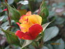 Tropical Clementine rose photo