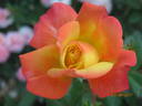 Tropical Clementine rose photo