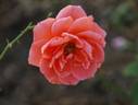 Cherry Brandy ® rose photo