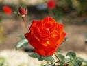 D'Artagnan ® rose photo