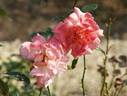 D'Artagnan ® rose photo