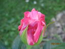 Cool Water rose photo