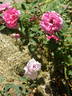 Bohemian Rhapsody rose photo