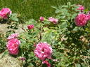 Bohemian Rhapsody rose photo