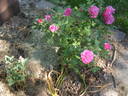 Bohemian Rhapsody rose photo