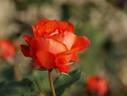 Cancan rose photo