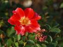 Karen Poulsen rose photo