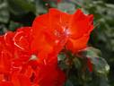 Orange Bunny ® rose photo