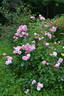 Roseninsel rose photo