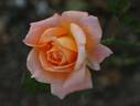 Open d'Australie rose photo