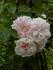 Anna Rübsamen rose photo
