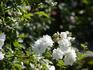 Frau Marie Weinbach rose photo