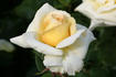 Emperor rose photo