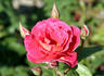 Fandango rose photo