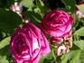 Duchesse de Galliera rose photo