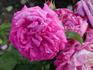 Leon des Combats rose photo