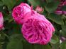 Leon des Combats rose photo