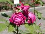 Jean Rosenkrantz rose photo