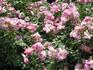 Chantefleur rose photo