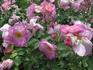 Chantefleur rose photo
