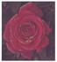 Olave Baden-Powell rose photo