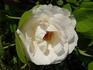 Moonbeam rose photo