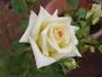 Pasadena Star rose photo