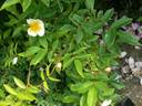 Dresdner Sonnenstrahl rose photo