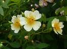 Dresdner Sonnenstrahl rose photo