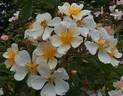 Dresdner Sonnenstrahl rose photo