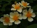 Dresdner Sonnenstrahl rose photo